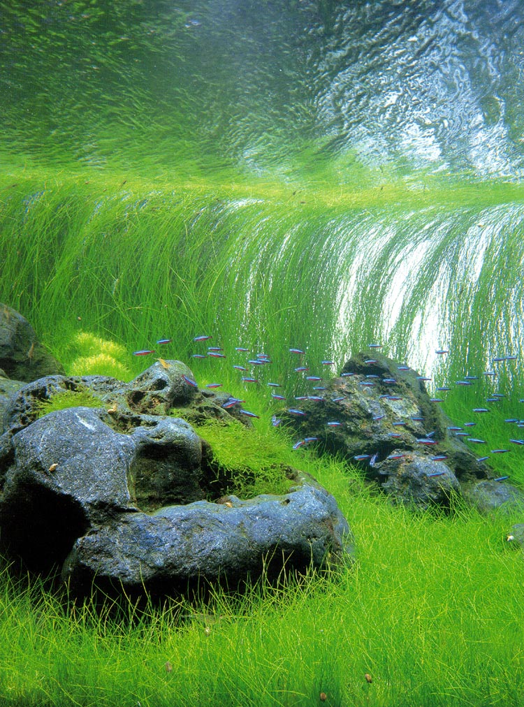 Eleocharis Acicularis